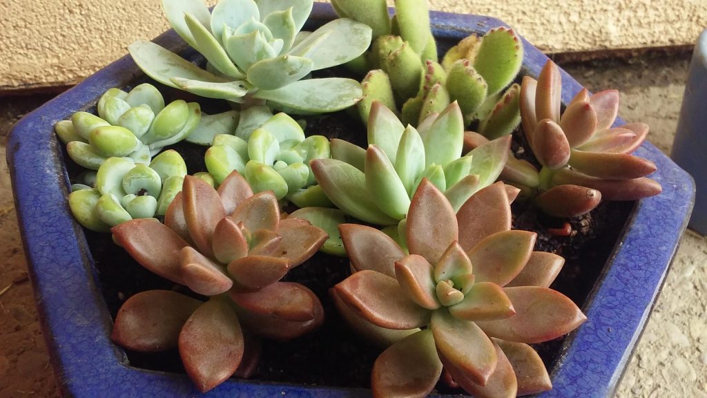 ボタニカルソイルは寄植えにも適しています。